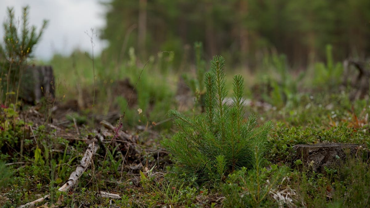 Close-up of a young evergreen plant amidst a forest clearing with natural background.